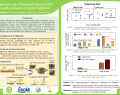 Optimum use of Farmyard Manure in paddy lowlands