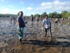 Reboisement Mangrove